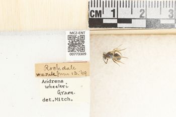 Media type: image;   Entomology 773309 Aspect: Labels